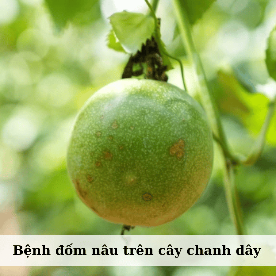 Bệnh Đốm Nâu (Đốm Mắt Cua) Trên Chanh Leo: Nguyên Nhân và Giải Pháp Phòng Trừ Hiệu Quả