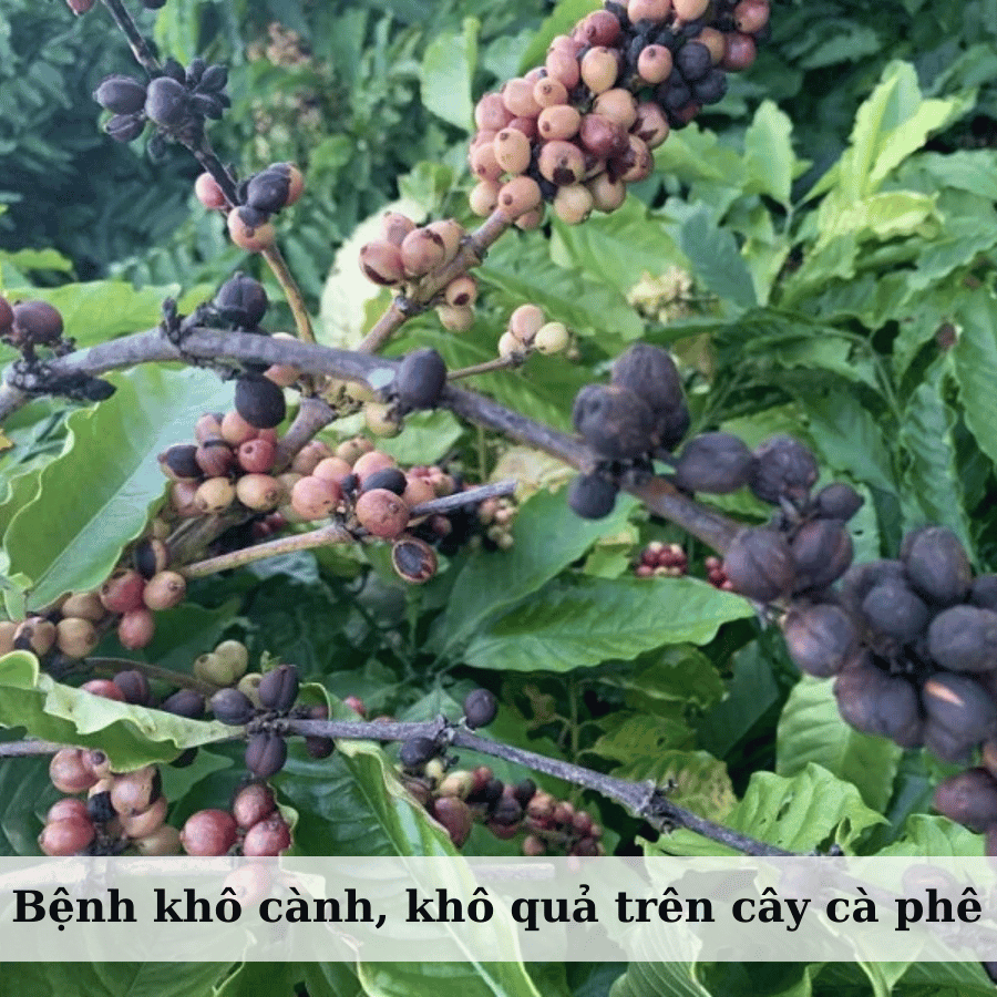 Bệnh Khô Cành Khô Quả Trên Cây Cà Phê: Nguyên Nhân và Biện Pháp Phòng Trừ Hiệu Quả