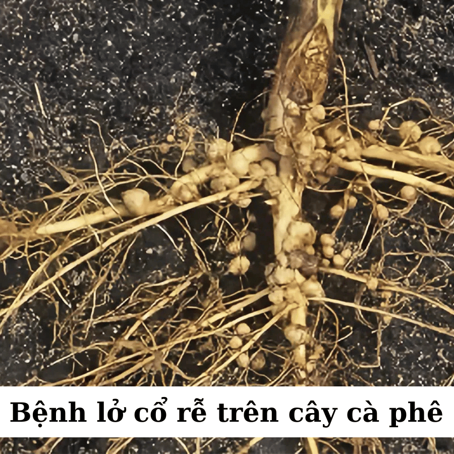 Bệnh Lở Cổ Rễ Trên Cây Cà Phê: Dấu Hiệu, Nguyên Nhân Và Cách Phòng Ngừa Hiệu Quả