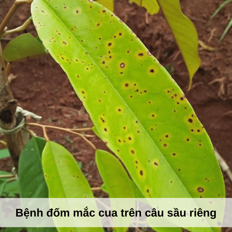 Nhận Biết Và Điều Trị Bệnh Đốm Mắt Cua (Bệnh Rỉ Sắt) Trên Sầu Riêng