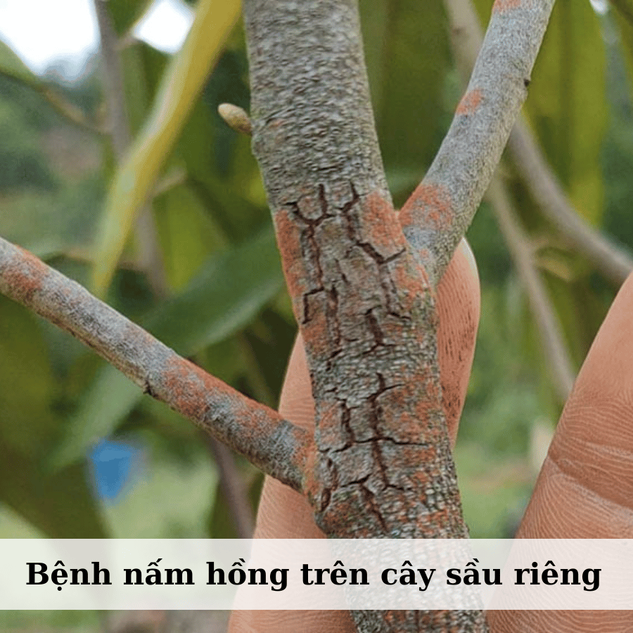 Bệnh Nấm Hồng Trên Cây Sầu Riêng: Nguyên Nhân Và Biện Pháp Phòng Trừ Hiệu Quả