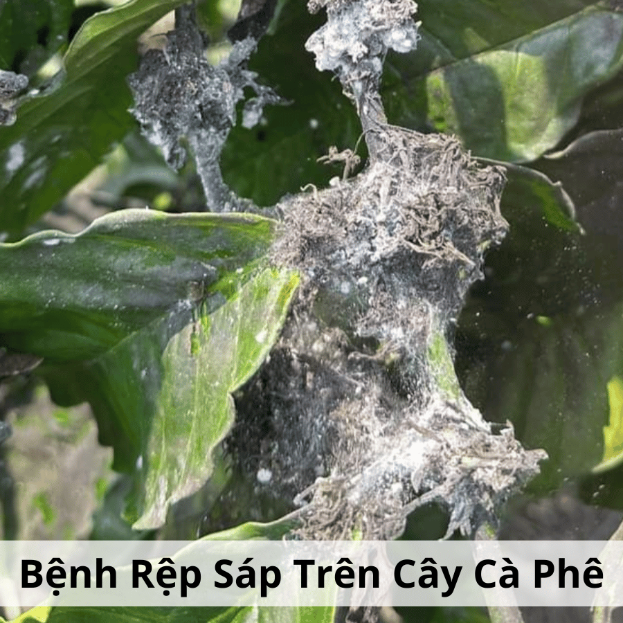 Rệp Sáp Gây Hại Cà Phê và Biện Pháp Quản Lý Hiệu Quả