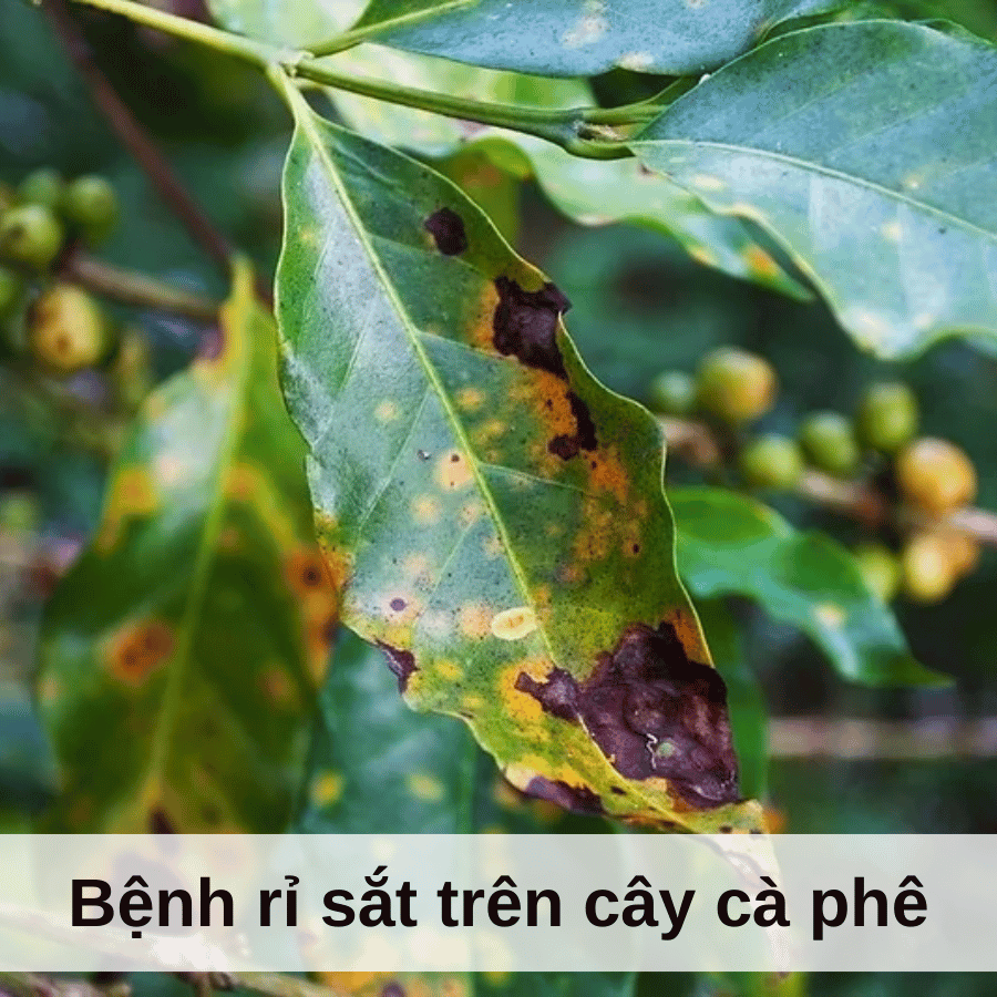 Bệnh Rỉ Sắt trên Cây Cà Phê: Nguyên nhân, Triệu chứng và Cách Phòng Trừ Hiệu Quả