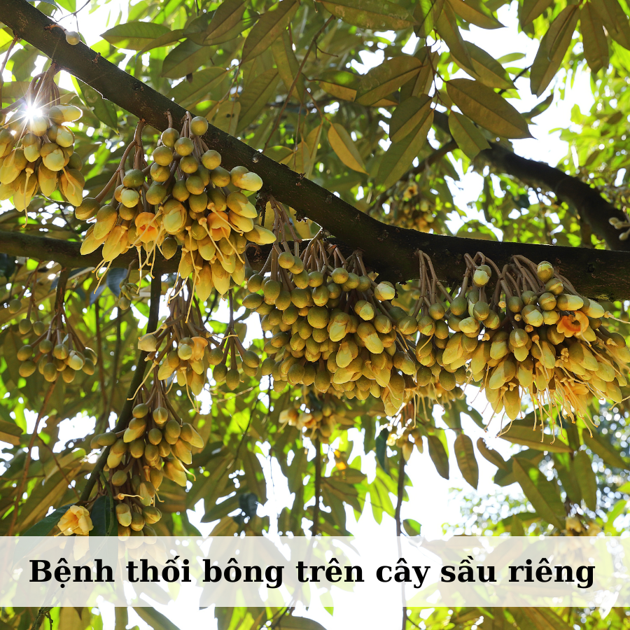 BỆNH THỐI HOA SẦU RIÊNG: NGUYÊN NHÂN, TÁC HẠI VÀ BIỆN PHÁP PHÒNG TRỪ HIỆU QUẢ