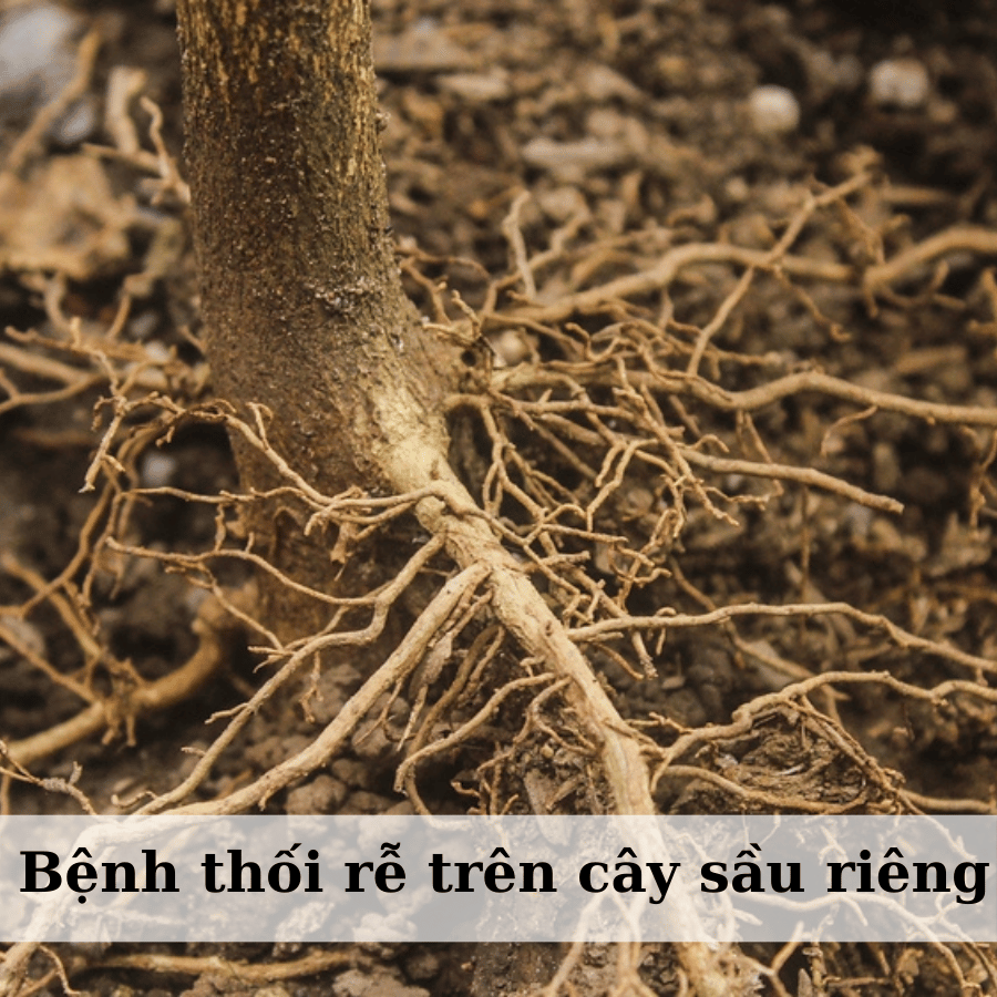 Bệnh Thối Rễ Vàng Lá Sầu Riêng: Nguyên Nhân, Dấu Hiệu Và Cách Phòng Ngừa Hiệu Quả
