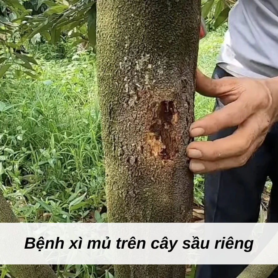 Bệnh Xì Mủ Trên Cây Sầu Riêng – Từ Nguyên Nhân Đến Giải Pháp Toàn Diện
