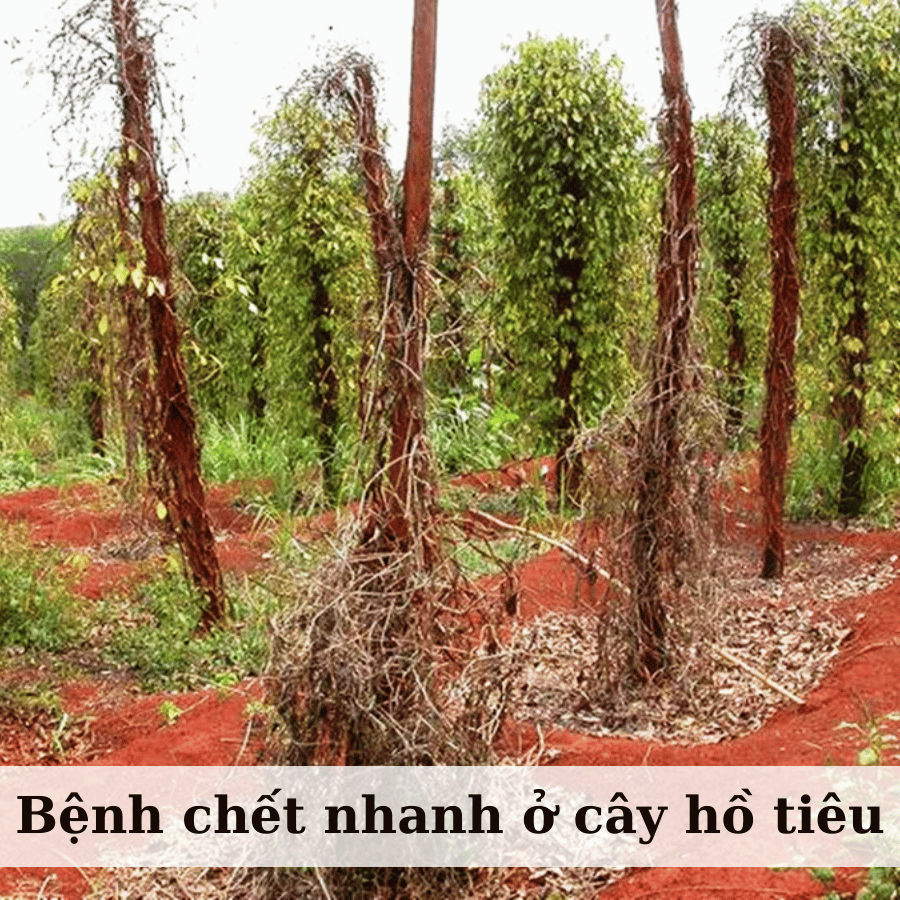 Bệnh Chết Nhanh Trên Cây Hồ Tiêu - Nguyên Nhân Và Cách Điều Trị Hiệu Quả