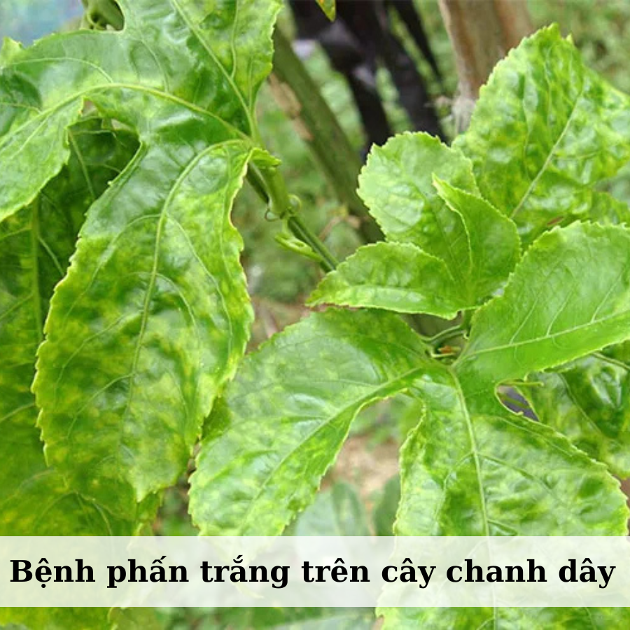 Biện Pháp Quản Lý Bệnh Phấn Trắng Trên Chanh Dây Hiệu Quả