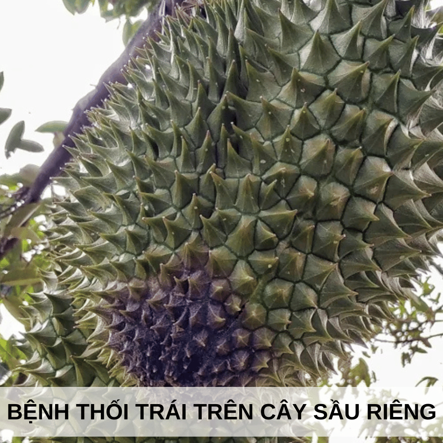 Bệnh Thối Trái Trên Cây Sầu Riêng: Nguyên Nhân, Triệu Chứng Và Biện Pháp Phòng Trừ Hiệu Quả