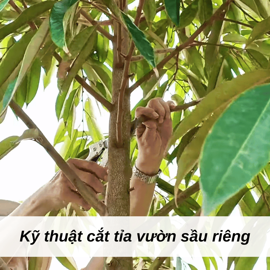 Kỹ thuật tỉa cành sầu riêng – Bí quyết tối ưu sức khỏe và năng suất cây trồng
