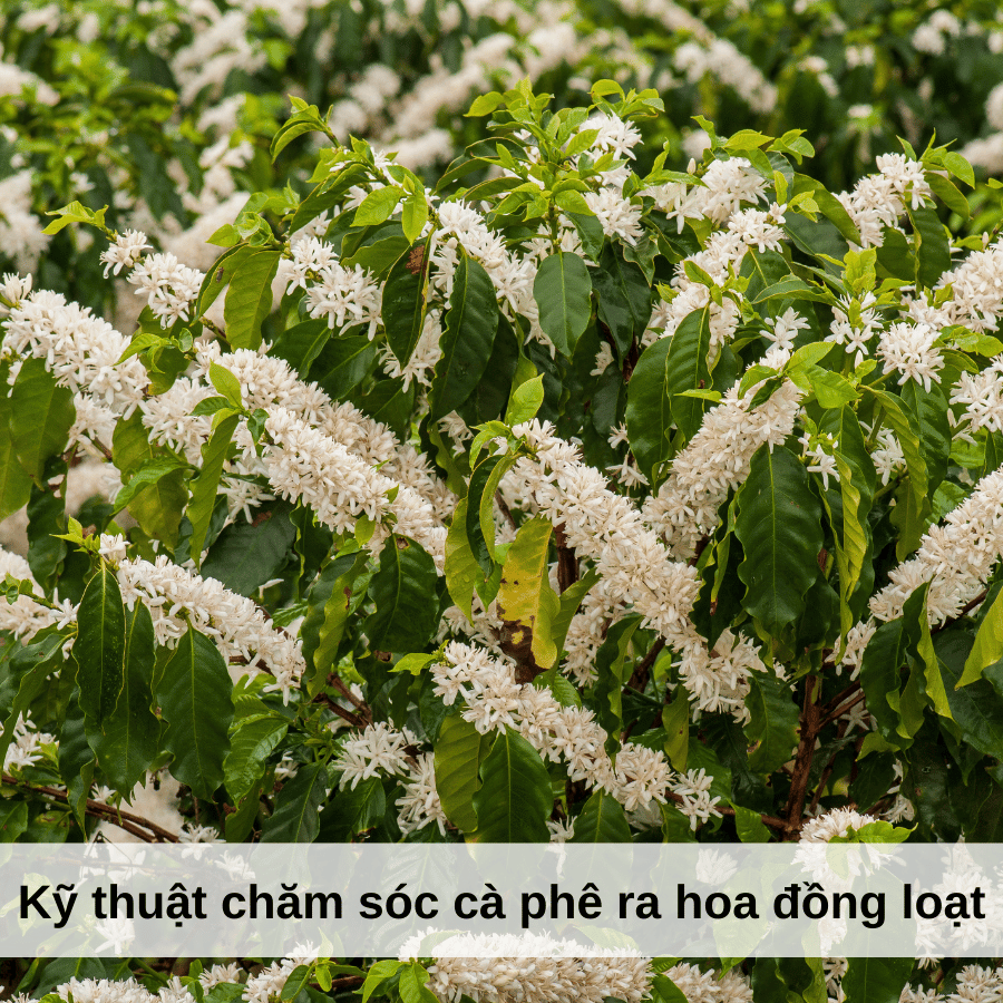 Các Kỹ Thuật Chăm Sóc Để Cà Phê Ra Hoa Đồng Loạt