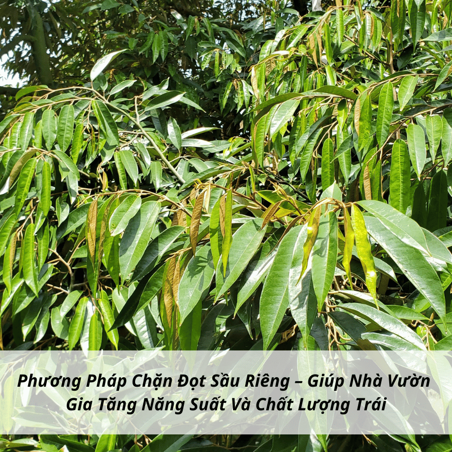 Phương Pháp Chặn Đọt Sầu Riêng – Giúp Nhà Vườn Gia Tăng Năng Suất Và Chất Lượng Trái
