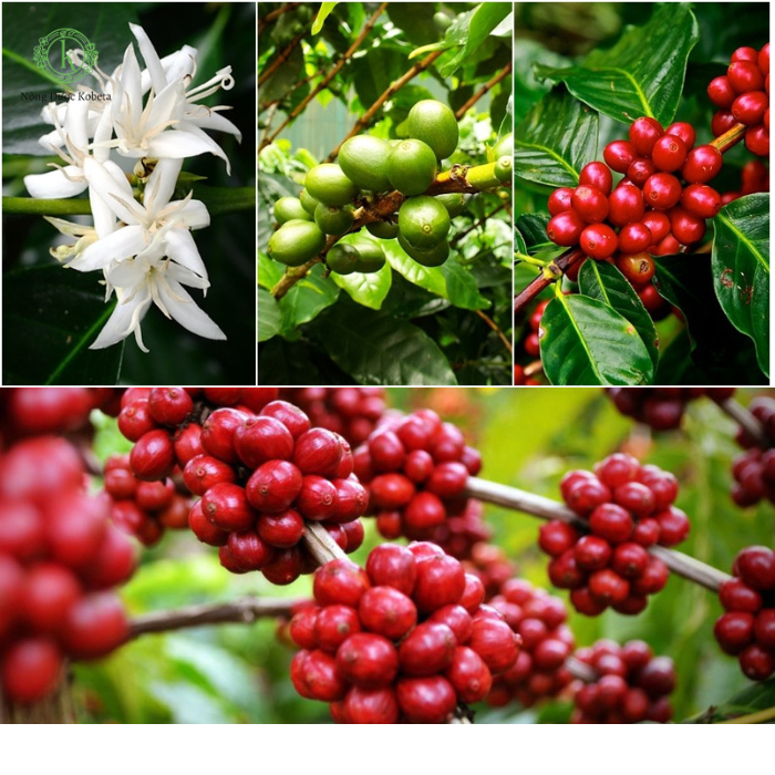 Chất Kích Thích Sinh Trưởng: Bí Quyết Giúp Cây Trồng Phát Triển Nhanh Chóng Và Hiệu Quả