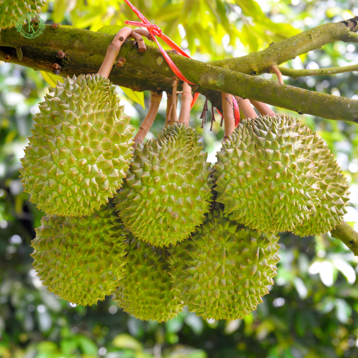 GA3 – Chất Kích Thích Sinh Trưởng Hiệu Quả: Công Dụng Và Cách Sử Dụng