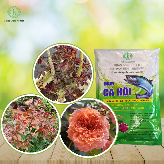 Đạm Cá Hữu Cơ: Bí Quyết Canh Tác Xanh Cho Mọi Nhà Nông