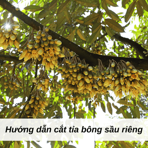 Tỉa bông sầu riêng đúng cách – Bí quyết giảm rụng bông và trái non hiệu quả