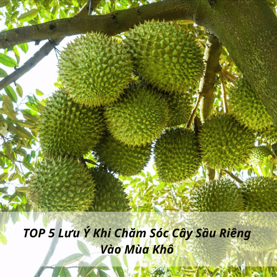 TOP 5 Lưu Ý Khi Chăm Sóc Cây Sầu Riêng Vào Mùa Khô Mà Bà Con Cần Phải Biết