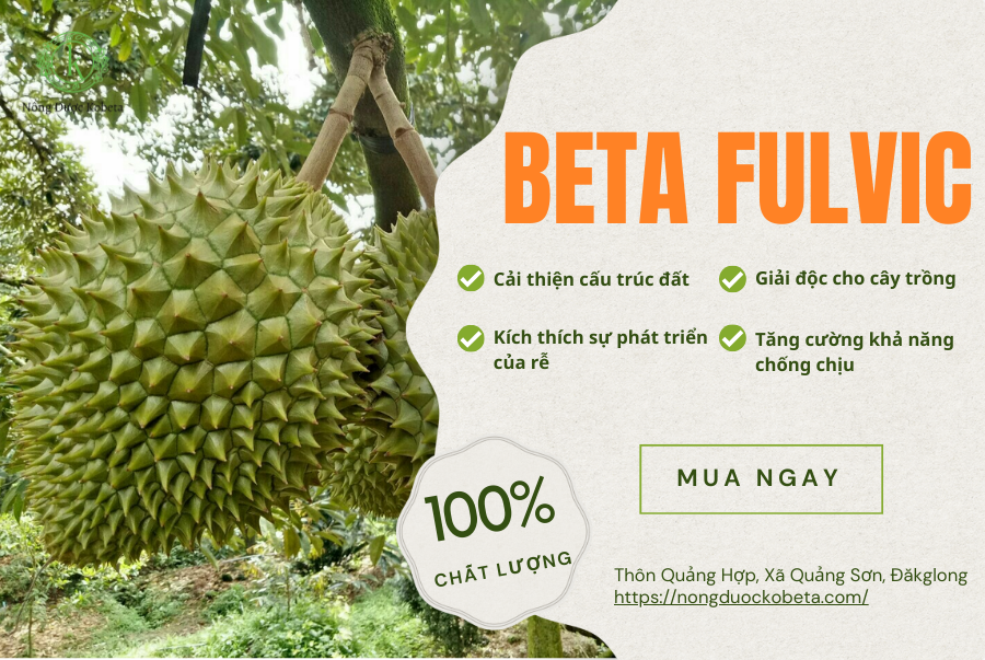 Beta Fulvic - Bí Quyết Tăng Cường Sức Khỏe Cây Trồng và Đất!