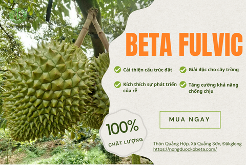 Beta Fulvic - Bí Quyết Tăng Cường Sức Khỏe Cây Trồng và Đất!