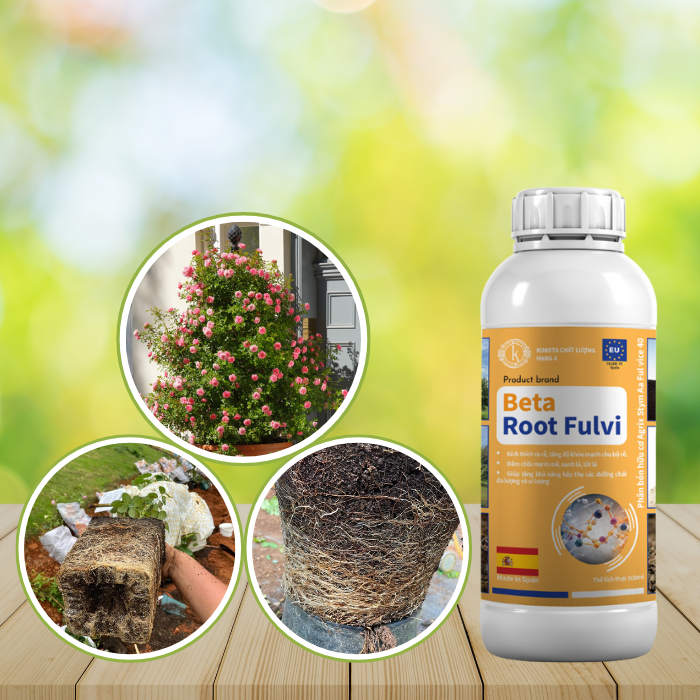 Beta Root Fulvic – Phân Bón Hữu Cơ Giúp Tăng Cường Bộ Rễ Cây Trồng Khỏe Mạnh