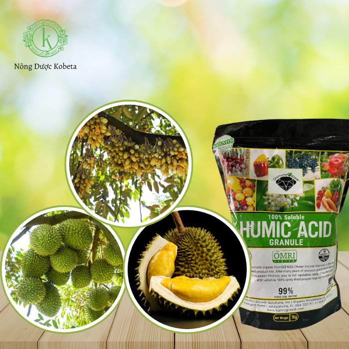 Phân Bón Hữu Cơ Kích Rễ Humic Acid Powder 99% – Tăng Cường Phát Triển Rễ và Chất Lượng Nông Sản