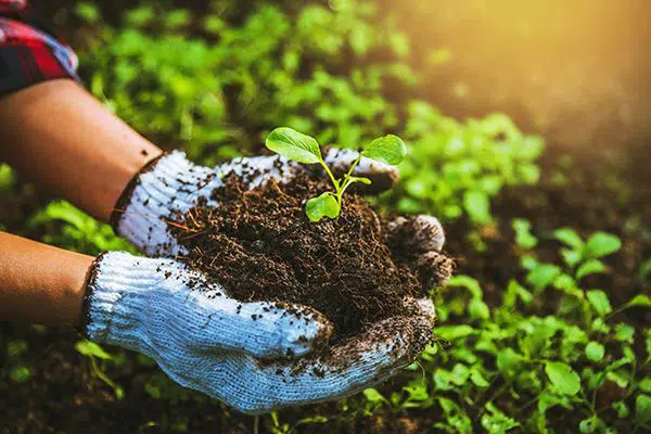 Giải Mã Phân Bón Hữu Cơ: Cách Dùng Hiệu Quả Và Sản Phẩm Tốt Nhất 2025