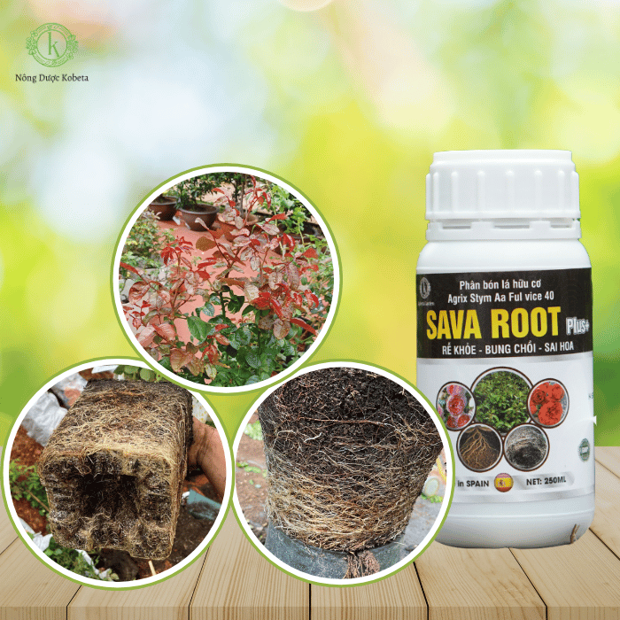 Kích Rễ Siêu Mạnh Sava Root Plus – Tăng Cường Sức Khỏe Bộ Rễ Và Đâm Chồi Mạnh Mẽ