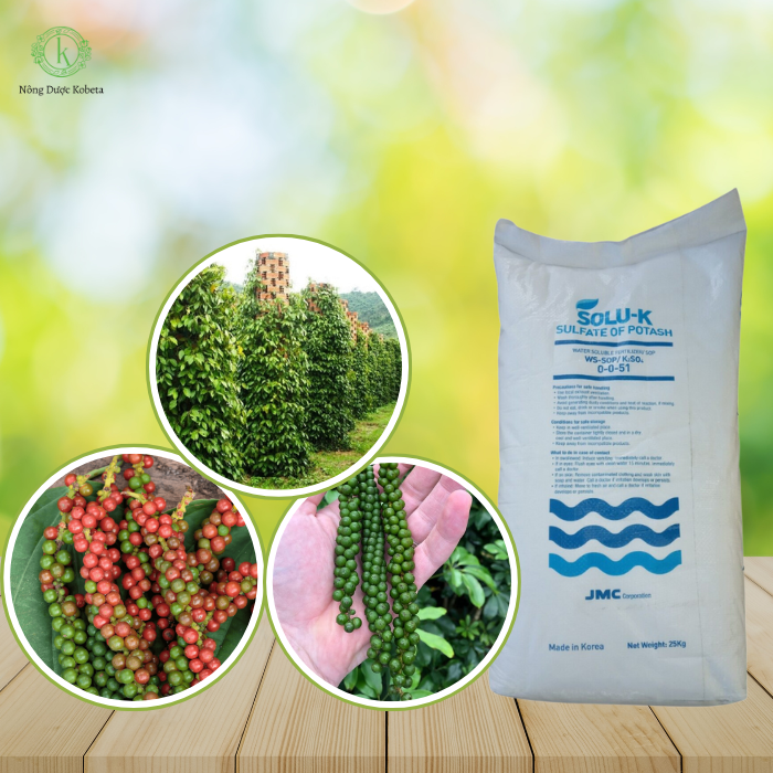 Phân Bón Kali Sunphat K2SO4 Solu-K – Giải Pháp Tăng Chất Lượng và Năng Suất Nông Sản