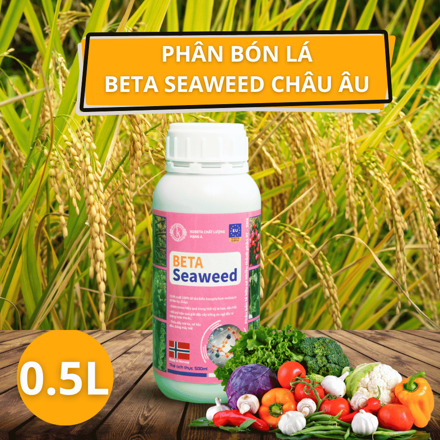 Phân Bón Lá Beta Seaweed – Giải Pháp Tự Nhiên Giúp Cây Trồng Phát Triển Vượt Trội