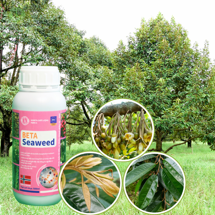 Phân Bón Lá Hữu Cơ Beta Seaweed – Giải Pháp Tự Nhiên Giúp Cây Trồng Phát Triển Mạnh Mẽ và Bền Vững