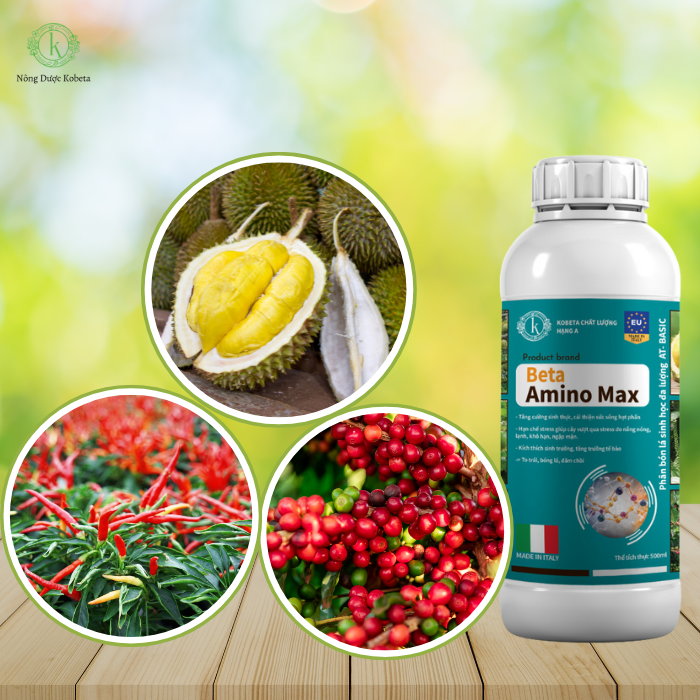 Phân Bón Lá Sinh Học Đa Lượng Beta Amino Max – Tăng Cường Sức Khỏe Cây Trồng, Thúc Đẩy Năng Suất Vượt Trội