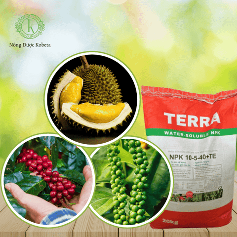 Phân Bón NPK 10-5-40 + TE – Tăng Cường Chất Lượng Quả Và Khả Năng Chống Chịu Cho Cây Trồng