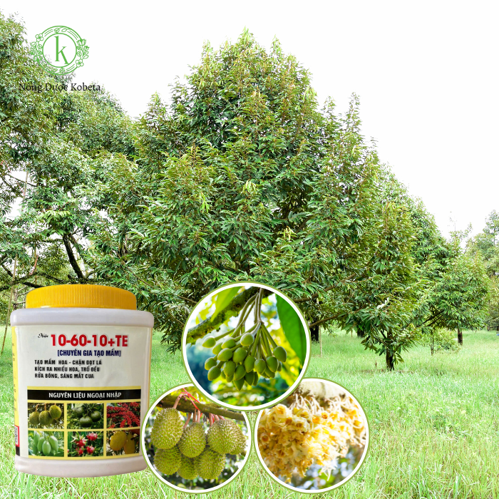 Phân Bón NPK 10-60-10 + TE: Giải Pháp Kích Hoa, Tăng Tỉ Lệ Đậu Trái Hiệu Quả Cao