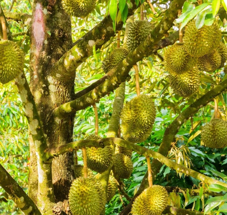 Cách Dùng Phân Hữu Cơ Cho Sầu Riêng Đúng Kỹ Thuật – Tăng Rễ, Khỏe Cây, Đậu Trái Sai