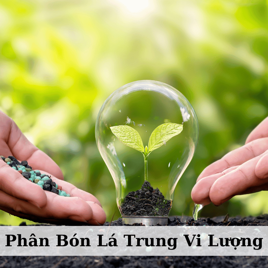 Lợi Ích Vượt Trội Của Phân Bón Lá Trung Vi Lượng Đối Với Năng Suất Cây Trồng