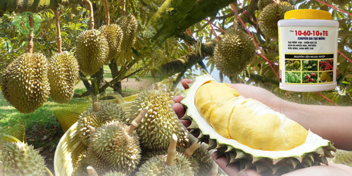 Phân Bón Lá 10-60-10 – Sự Lựa Chọn Ưu Việt Cho Cây Trồng