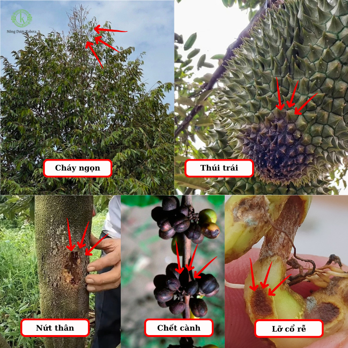 Thuốc Đặc Trị Nấm Agri-Fos 400SL – Giải Pháp Hiệu Quả Cho Bệnh Xì Mủ, Thối Rễ, Nứt Thân