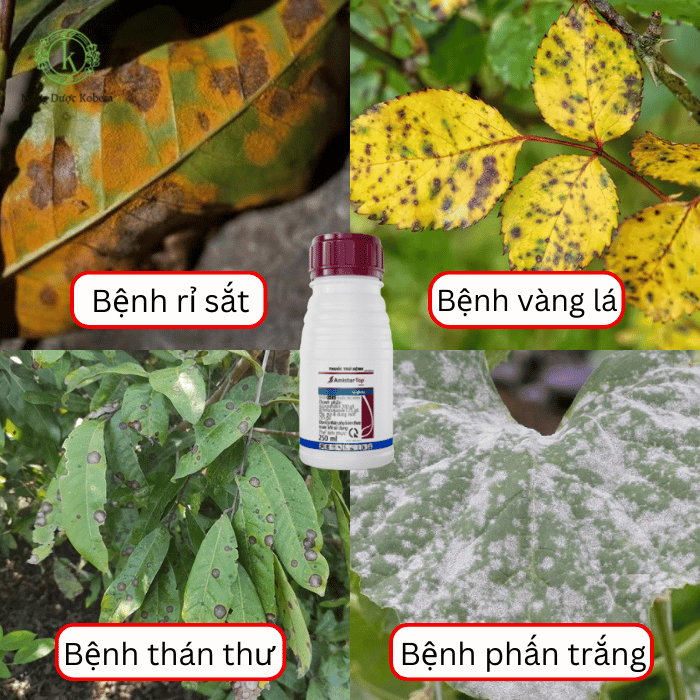 Thuốc Trừ Bệnh Amistar Top 325SC – Giải Pháp Giúp Cây Xanh Lá Oằn Bông Trĩu Trái