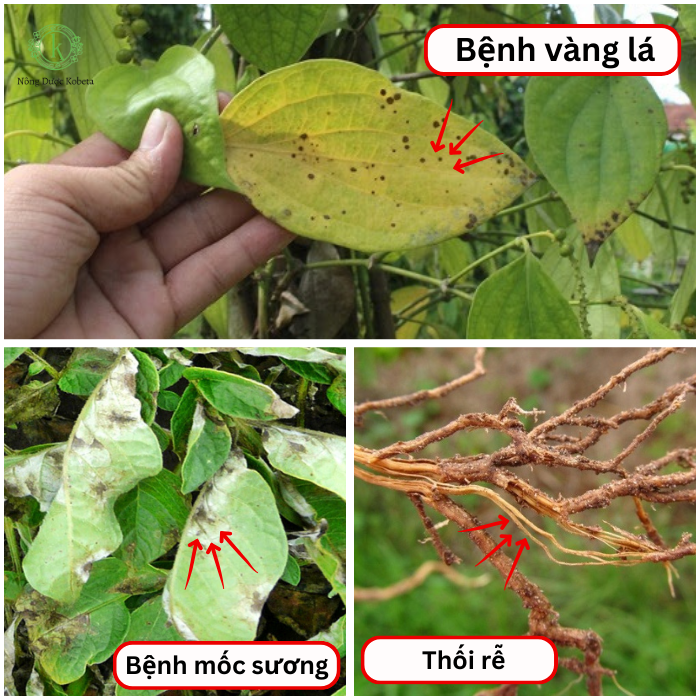 Thuốc Trừ Bệnh Eddy 72WP – Phòng Trừ Mốc Sương, Thối Rễ và Vàng Lá Hiệu Quả