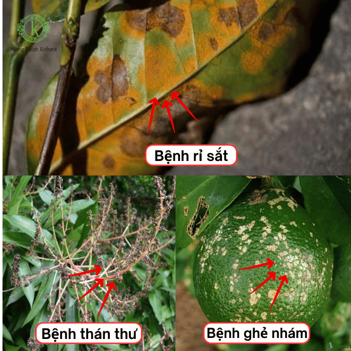 Thuốc Trừ Bệnh Phổ Rộng Norshield 86.2WG Với Hiệu Quả Cao Và Bảo Vệ Cây Trồng Lâu Bền