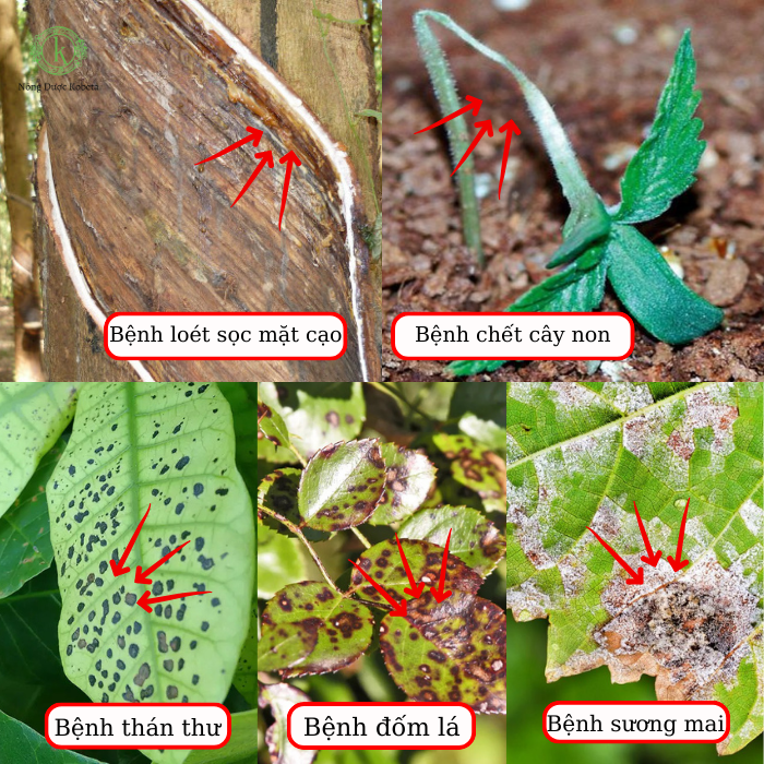 Thuốc Trừ Bệnh Ridomil Gold® 68WG – Giải Pháp Toàn Diện Phòng Trừ Nấm Bệnh Khó Trị Trên Đa Dạng Cây Trồng