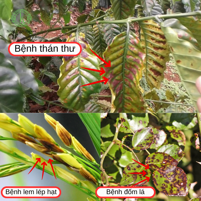 Thuốc Trừ Bệnh Map Super 300EC: Giải Pháp Hiệu Quả Diệt Trừ Thán Thư, Lem Lép Hạt và Đốm Lá