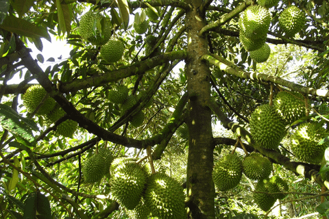 Bí Quyết Chăm Sóc Sầu Riêng Sau Thu Hoạch – Chuẩn Bị Cho Mùa Bội Thu