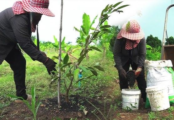 phân hữu cơ cho sầu riêng