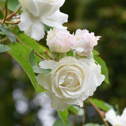 Hương thơm của hoa hồng CREED - Quyền lực của sự quyến rũ
