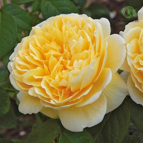 Sự Ấm Áp Của Sắc Vàng Trên Từng Cánh Hoa Của David Austin
