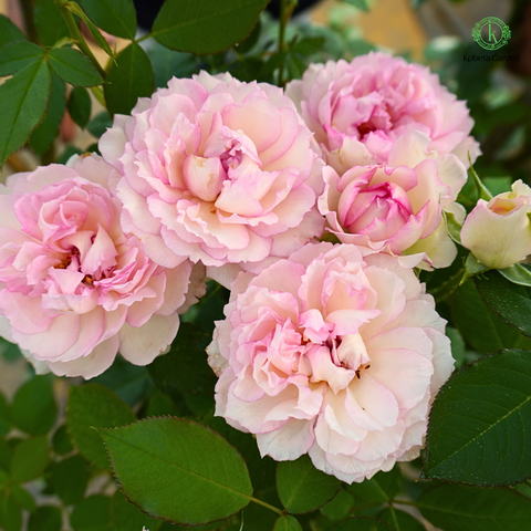 Hoa hồng trong ngày Tết Đoan Ngọ - Mùng 5 tháng 5 âm lịch: Ý nghĩa và cách sử dụng tinh tế