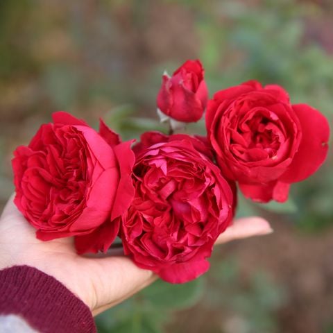 Hạnh phúc của người Phụ nữ và Hoa hồng đỏ quan trọng ra sao?
