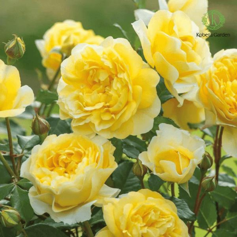 Vẻ Đẹp Kiêu Sa Và Rực Rỡ Của Những Bông Hoa Hồng David Austin