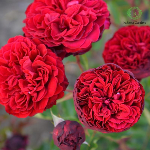 Vườn Hoa Tình Yêu: Những Giống Hoa Hồng Đỏ Đầy Mê Hoặc Của Rosa Orientis